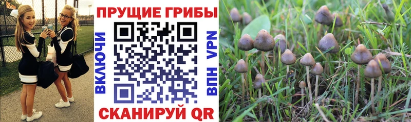 как найти наркотики  Жуковский  Галлюциногенные грибы ЛСД 